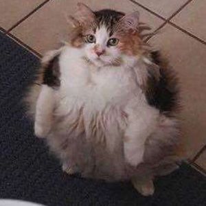 Meet your Posher, Emilio